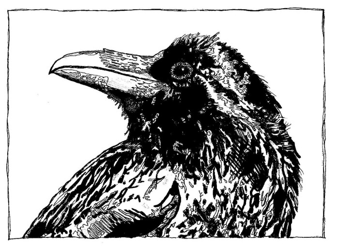 Raven (original drawing) By Julia Forsyth